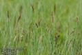 Carex-limosa-2649-5-2014.jpg