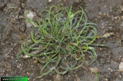 Coleanthus-subtilis-9755.jpg