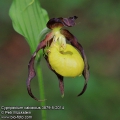 Cypripedium-calceolus-3879-5-2014.jpg