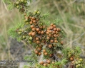 Juniperus-oxycedrus-6670-7-2014.jpg