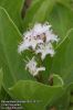 Menyanthes-trifoliata-6853-14-2011.jpg