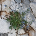 Moltkia petraea 0547-6-2013
syn: Echium petraeum
albums/rostliny/thumb_Moltkia-petraea-0547-6-2013.jpg