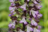 Orchis-purpurea-5240-10-2011.jpg