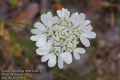 Orlaya-grandiflora-0565-6-2013.jpg
