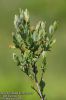 Salix-myrtilloides-5125-10-2011.jpg