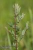 Salix-myrtilloides-5901-12-2011.jpg