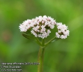 Valeriana-officinalis-2433-52014.jpg