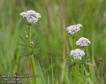 Valeriana-officinalis-2459-5-2014.jpg