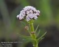 Valeriana-officinalis-2469-5-2014.jpg