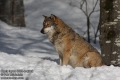Canis-lupus-9385-3-2010.jpg
