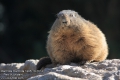 Marmota-marmota-1685-10-2014.jpg