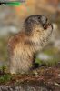 Marmota-marmota-3833-09-16.jpg